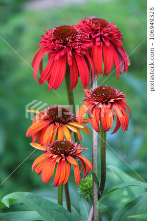 closeup of a Echinacea Hot Papaya flower head closeup of a Echinacea Hot Papaya flower head 106949328