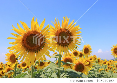 sunflower 5134 sunflower 5134 106949562