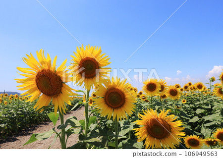 sunflower 5135 sunflower 5135 106949563