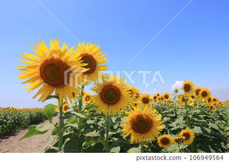 sunflower 5138 sunflower 5138 106949564
