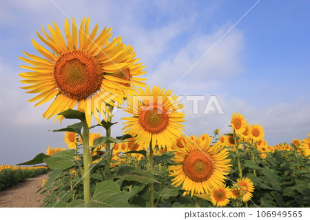 Sunflower 4831 Sunflower 4831 106949565