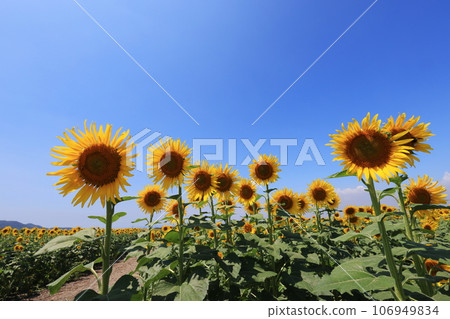 sunflower 5124 sunflower 5124 106949834