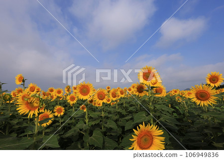 Sunflower 4819 Sunflower 4819 106949836