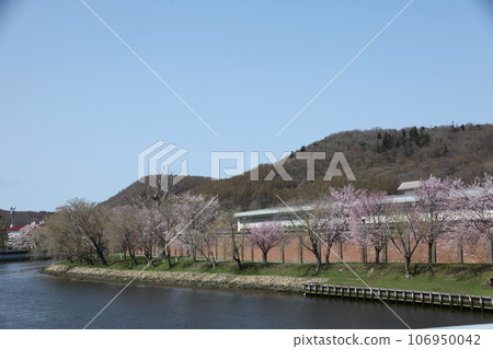 網走川沿岸的櫻花美景 網走川沿岸的櫻花美景 106950042