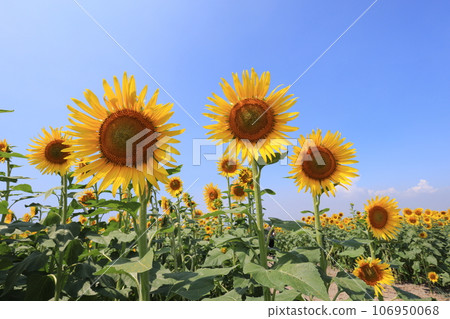 向日葵5004 106950068