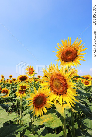 向日葵5005 106950070