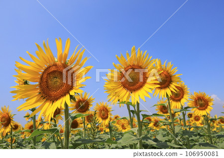Sunflower 5013 106950081