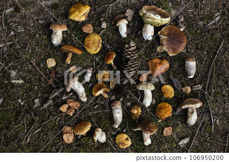 Fresh raw mixed wild mushrooms on forest ground. Edible larch bolete, ceps, porcini mushrooms with pine cones. Yellow birch leaves. Creative moody autumn, fall flatlay, top view. Autumn nature. Fresh raw mixed wild mushrooms on forest ground. Edible larch bolete, ceps, porcini mushrooms with pine cones. Yellow birch leaves. Creative moody autumn, fall flatlay, top view. Autumn nature. 106950200