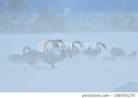 Swan in Lake Inawashiro Swan in Lake Inawashiro 106950279