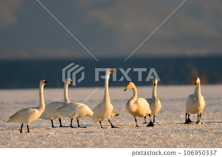 Swan in Lake Inawashiro Swan in Lake Inawashiro 106950337