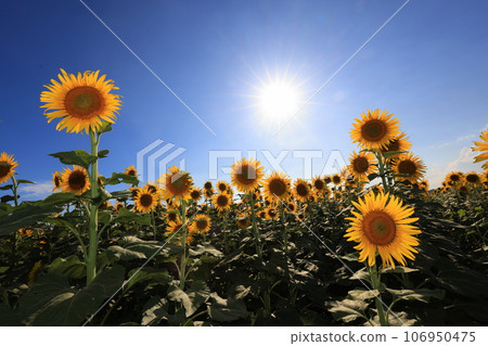 sunflower 5235 sunflower 5235 106950475
