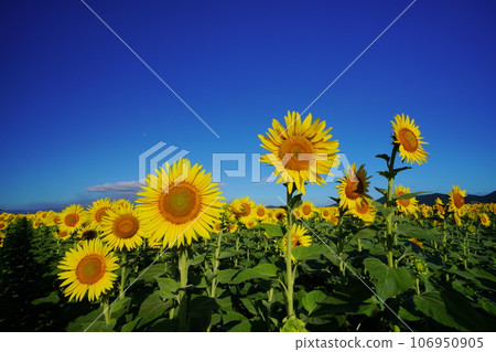 Sunflower 3924 Sunflower 3924 106950905