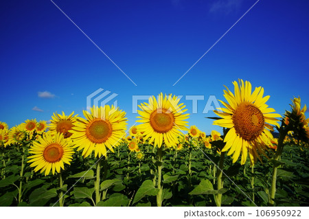 Sunflower 3964 Sunflower 3964 106950922