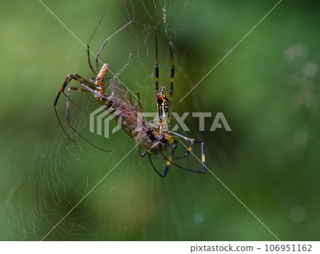 Predatory behavior of Joro spider ♂♀ Predatory behavior of Joro spider ♂♀ 106951162