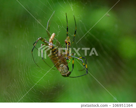 Joro蜘蛛的掠食行為♂♀ 106951164