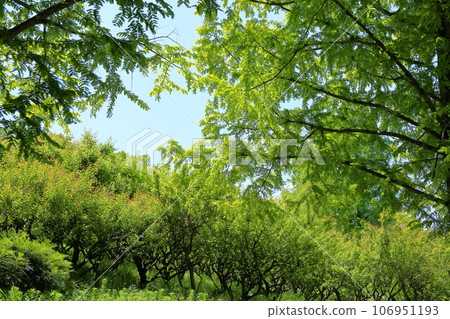  Young leaves of Metasequoia 106951193