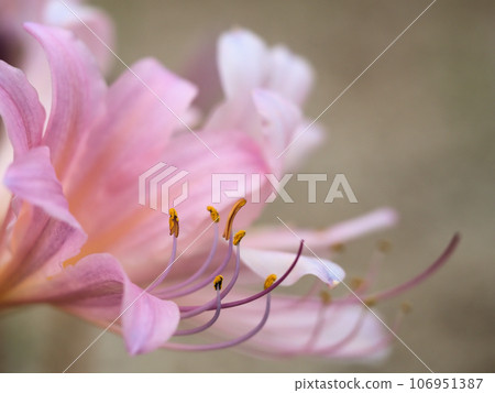 Pale pink daffodil blooming in September Pale pink daffodil blooming in September 106951387