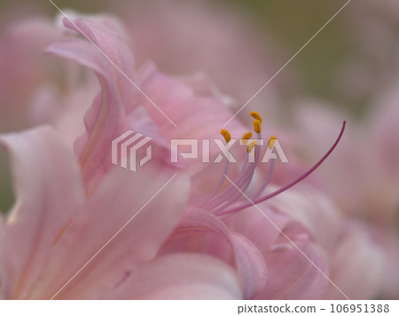 九月盛開的淡粉色水仙花 106951388