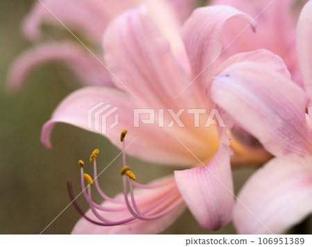 九月盛開的淡粉色水仙花 九月盛開的淡粉色水仙花 106951389