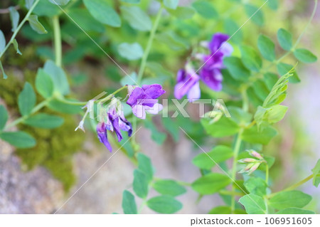 Flower of flowers Flower of flowers 106951605