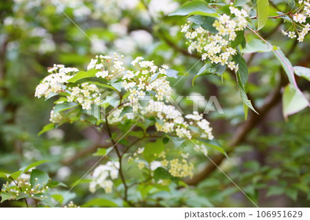 蒲塚花盛開 蒲塚花盛開 106951629
