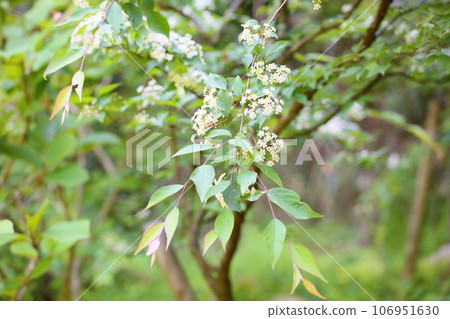 蒲塚花盛開 蒲塚花盛開 106951630