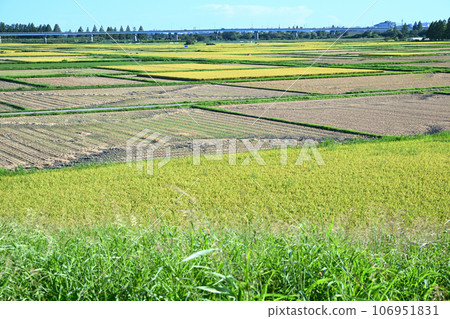 View from the Arakawa bank Arakawa riverbed Harvest season View from the Arakawa bank Arakawa riverbed Harvest season 106951831