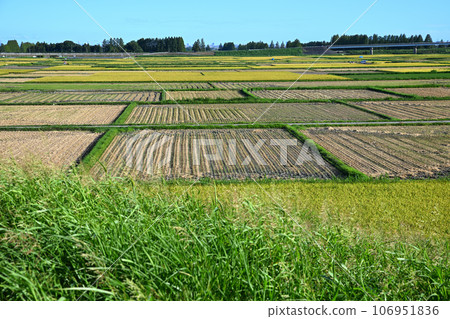 View from the Arakawa bank Arakawa riverbed Harvest season 106951836