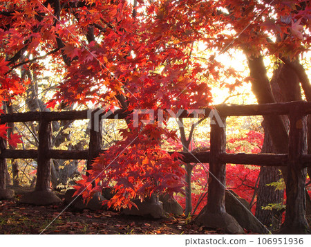 Autumn leaves of Hirosaki Park 106951936