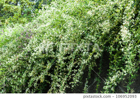 Weeping white clover Weeping white clover 106952093