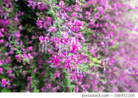 pink weeping clover pink weeping clover 106952100