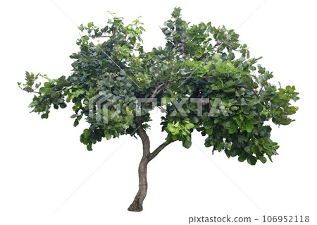 Bastard teak tree 106952118