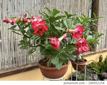 Adenium multiflora (Latin - Adenium Multiflorum) 106952156