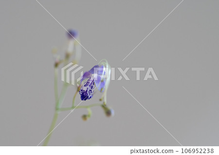 白色背景的特寫 106952238