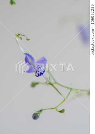 白色背景的特寫 106952239