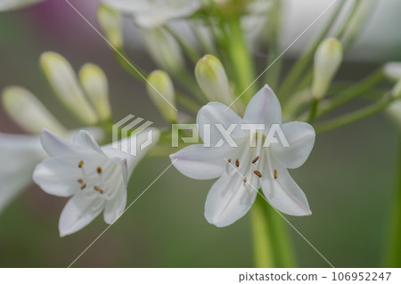 White agapanthus flower in full bloom White agapanthus flower in full bloom 106952247