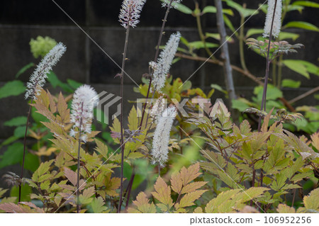 White flowers in full bloom 106952256