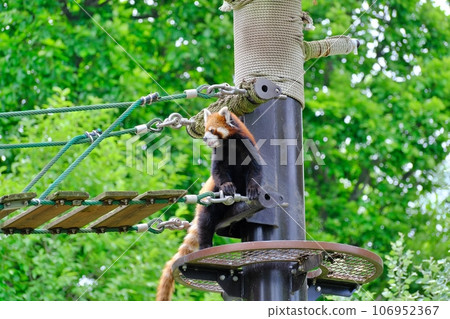 旭山動物園的小熊貓(北海道旭川市) 旭山動物園的小熊貓(北海道旭川市) 106952367