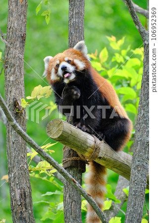 Red panda at Asahiyama Zoo (Asahikawa City, Hokkaido) 106952369