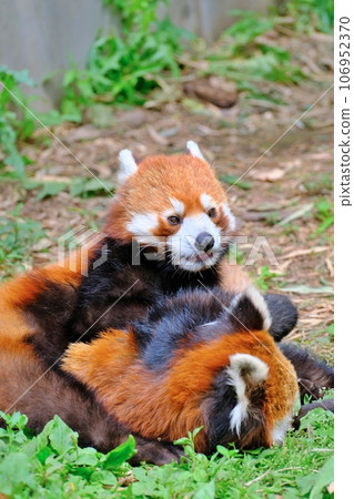 旭山動物園的小熊貓（北海道旭川市） 106952370