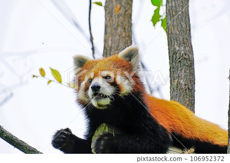 Red panda at Asahiyama Zoo (Asahikawa City, Hokkaido) Red panda at Asahiyama Zoo (Asahikawa City, Hokkaido) 106952372