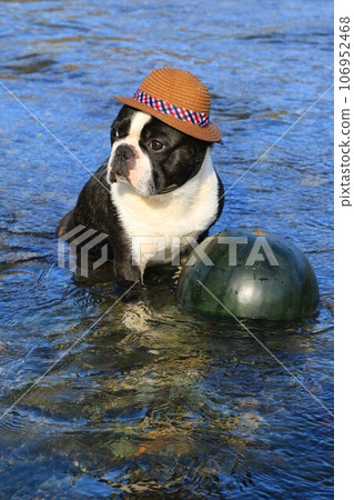 戴著草帽的波士頓梗犬威猛君在宮古川的冷水中守護著冰鎮的西瓜♡ 戴著草帽的波士頓梗犬威猛君在宮古川的冷水中守護著冰鎮的西瓜♡ 106952468