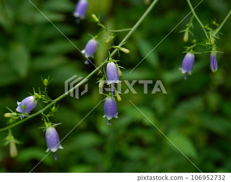 風鈴草家族的整齊乾淨的藍色花朵 106952732