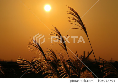 Sunset and silver grass silhouette Sunset and silver grass silhouette 106952794