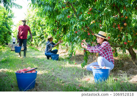Woman harvesting ripe peaches in his orchard on sunny day Woman harvesting ripe peaches in his orchard on sunny day 106952818