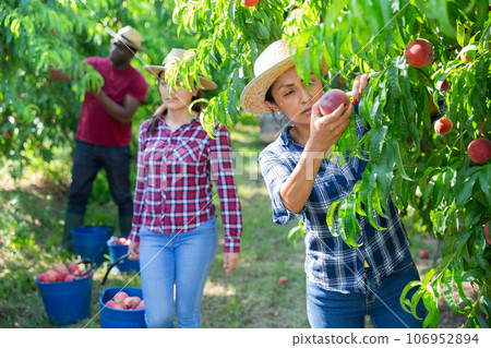 Woman farmer picks ripe peaches in the garden Woman farmer picks ripe peaches in the garden 106952894