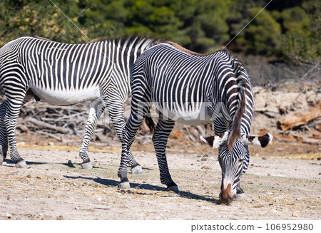 On clear sunny day, two animals, group of zebras grevy walk eat on shroud On clear sunny day, two animals, group of zebras grevy walk eat on shroud 106952980