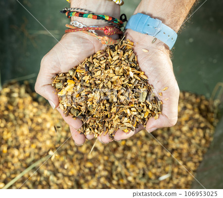 From above of male hands stable worker carrying diet muesli with herbs and grains for horse feeding indoors 106953025