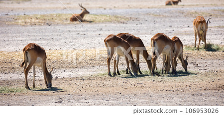 Cobe lechwe, species of antelope 106953026