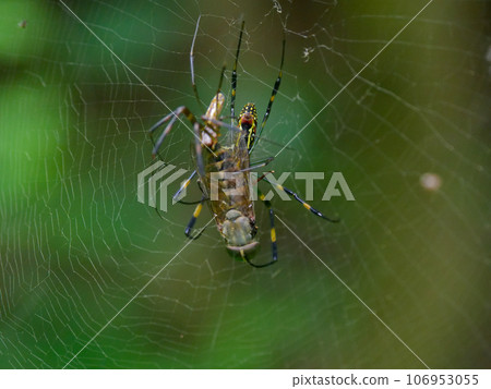 Joro蜘蛛的掠食行為♂♀ 106953055